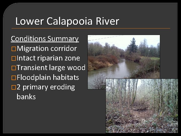 Albany Area Floodplain Habitat and Stream Assessment Final