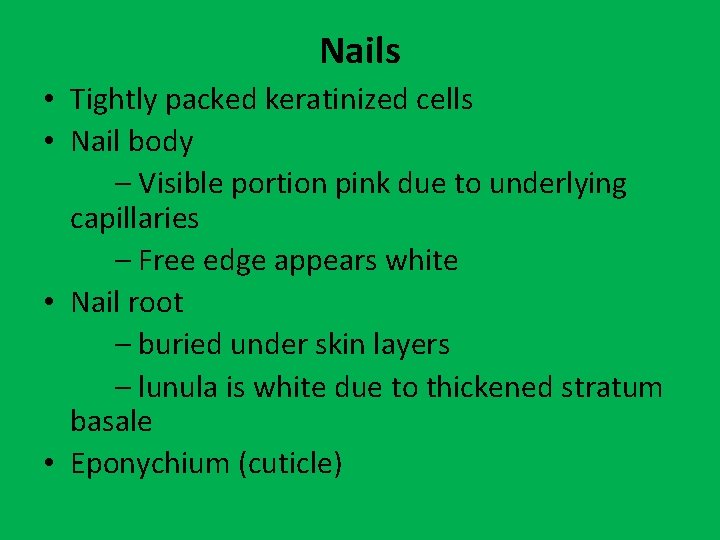 Nails • Tightly packed keratinized cells • Nail body – Visible portion pink due
