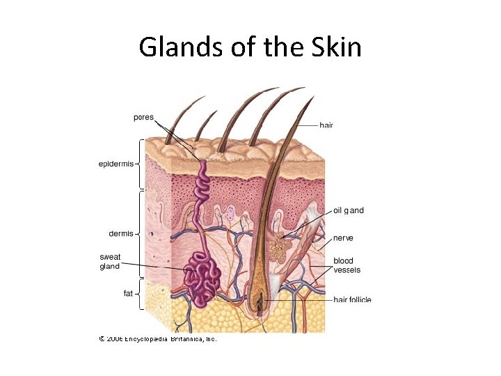 Glands of the Skin 