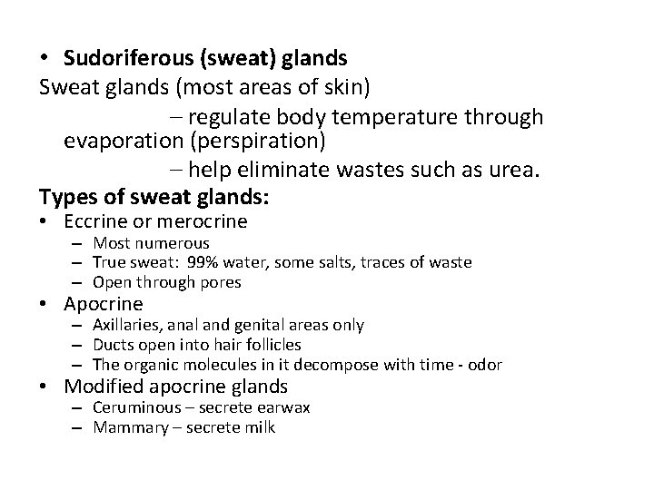 • Sudoriferous (sweat) glands Sweat glands (most areas of skin) – regulate body