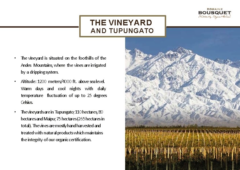 THE VINEYARD AND TUPUNGATO • The vineyard is situated on the foothills of the
