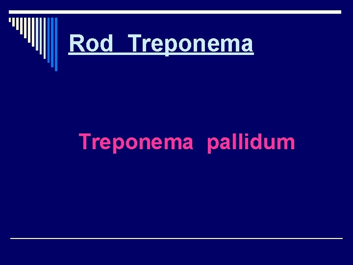 Rod Treponema pallidum 