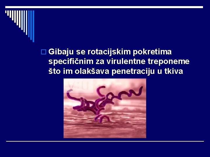 o Gibaju se rotacijskim pokretima specifičnim za virulentne treponeme što im olakšava penetraciju u