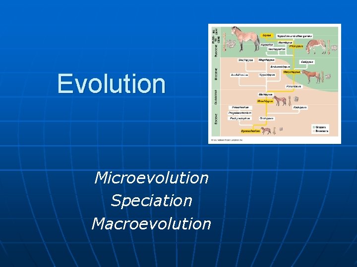 Evolution Microevolution Speciation Macroevolution 