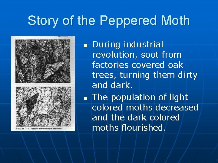 Story of the Peppered Moth n n During industrial revolution, soot from factories covered