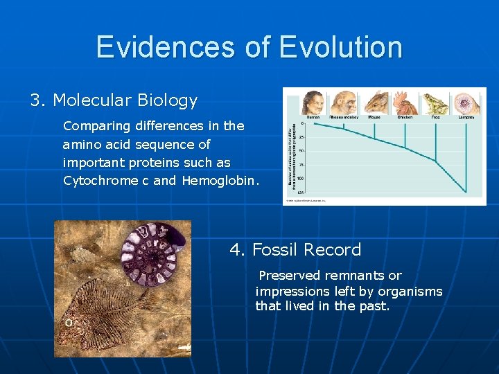 Evidences of Evolution 3. Molecular Biology Comparing differences in the amino acid sequence of