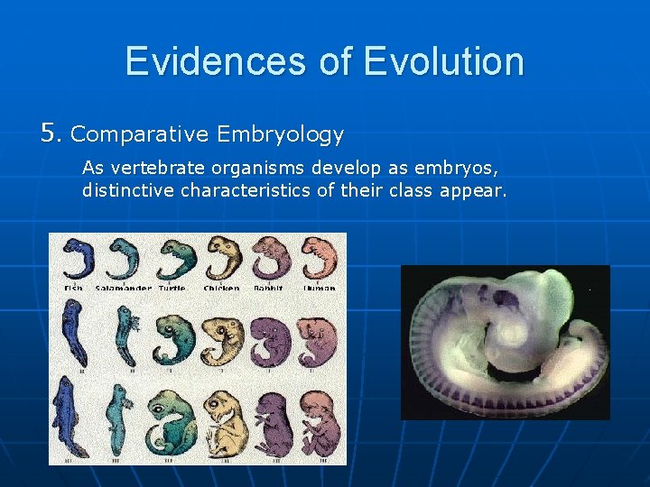Evidences of Evolution 5. Comparative Embryology As vertebrate organisms develop as embryos, distinctive characteristics