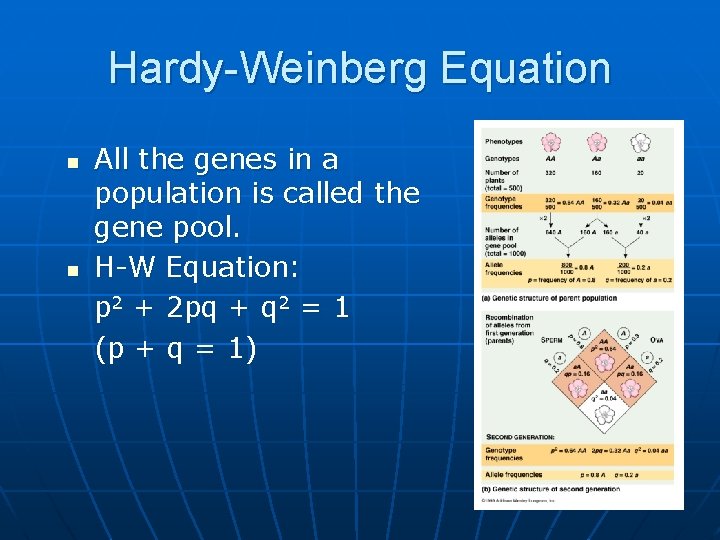 Hardy-Weinberg Equation n n All the genes in a population is called the gene
