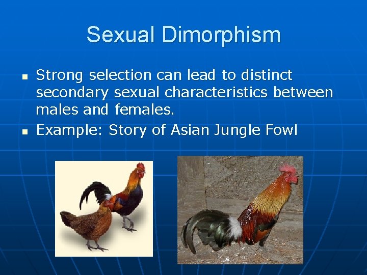 Sexual Dimorphism n n Strong selection can lead to distinct secondary sexual characteristics between