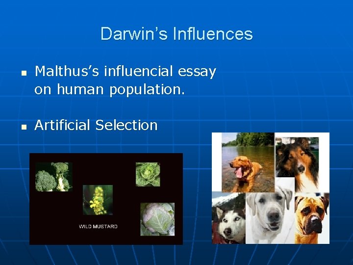 Darwin’s Influences n n Malthus’s influencial essay on human population. Artificial Selection 