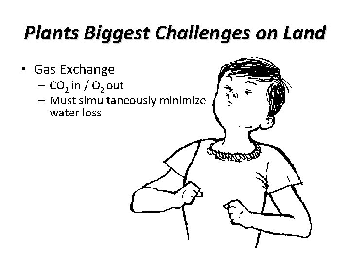Plants Biggest Challenges on Land • Gas Exchange – CO 2 in / O