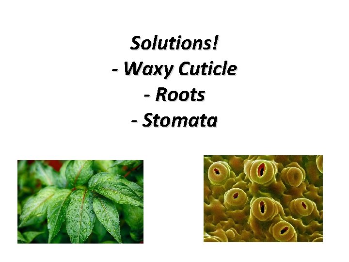 Solutions! - Waxy Cuticle - Roots - Stomata 
