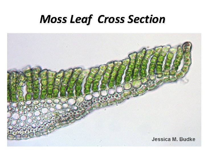 Moss Leaf Cross Section 