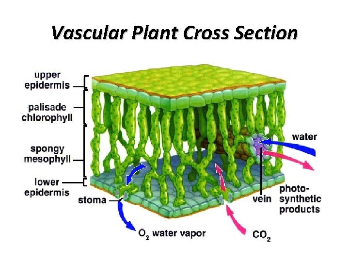 Vascular Plant Cross Section 