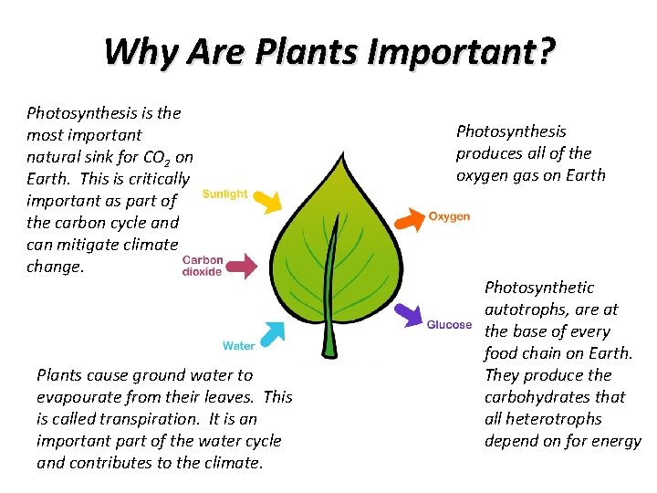 Why Are Plants Important? Photosynthesis is the most important natural sink for CO 2