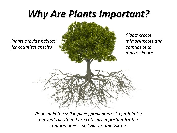 Why Are Plants Important? Plants provide habitat for countless species Plants create microclimates and