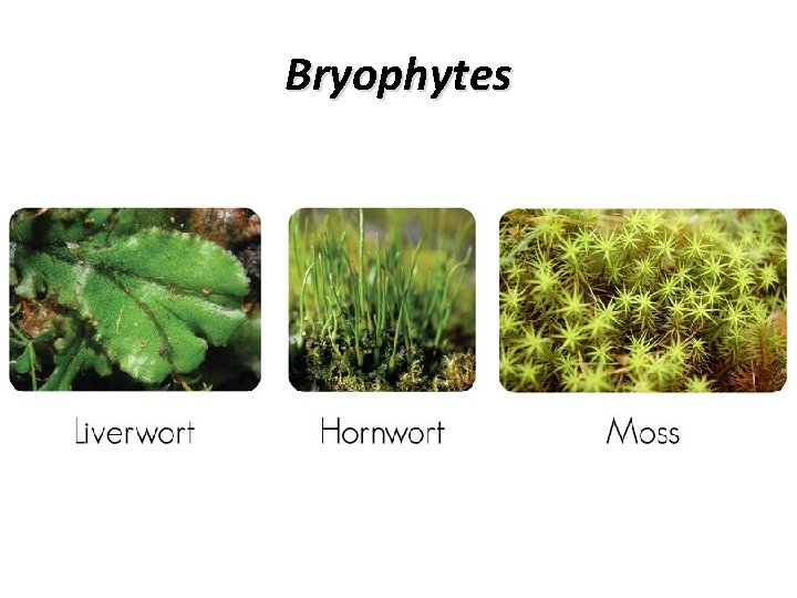 Bryophytes 