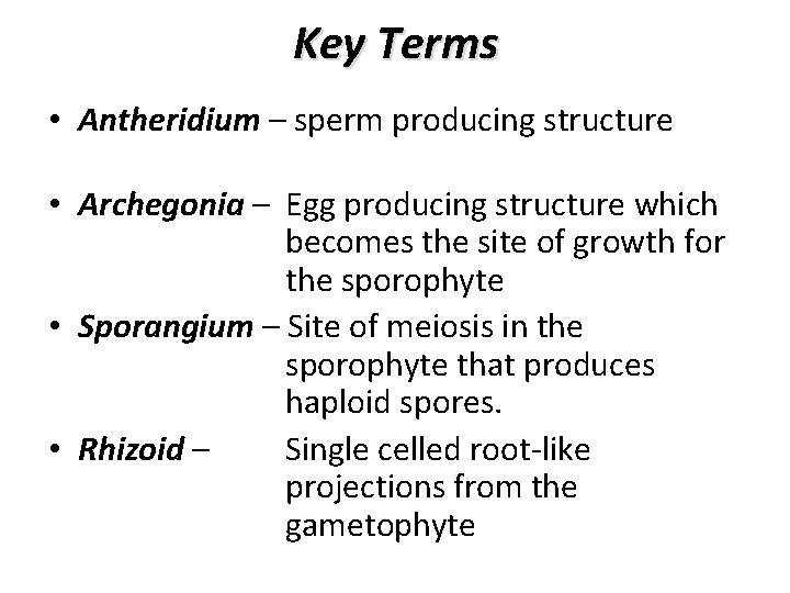Key Terms • Antheridium – sperm producing structure • Archegonia – Egg producing structure
