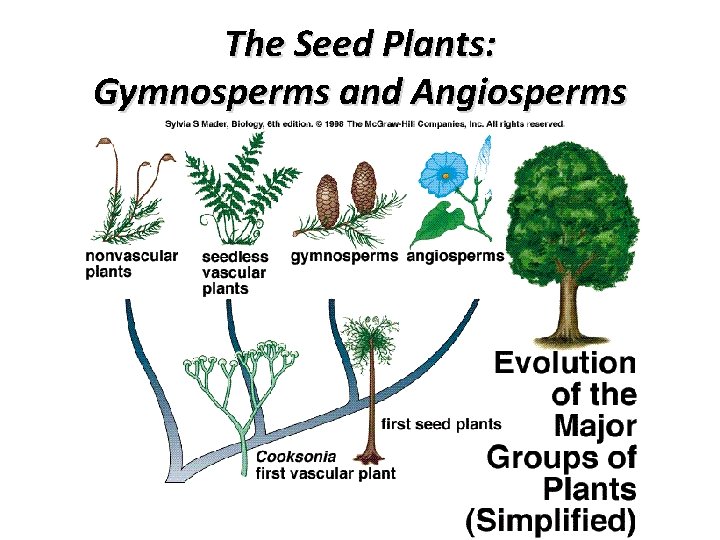 The Seed Plants: Gymnosperms and Angiosperms 