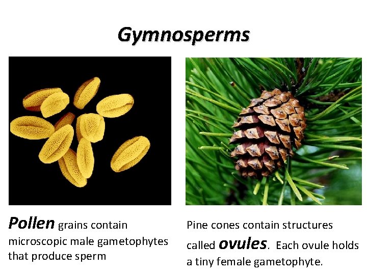 Gymnosperms Pollen grains contain microscopic male gametophytes that produce sperm Pine cones contain structures
