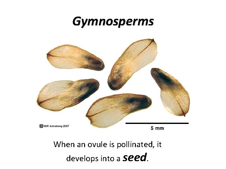 Gymnosperms When an ovule is pollinated, it develops into a seed. 