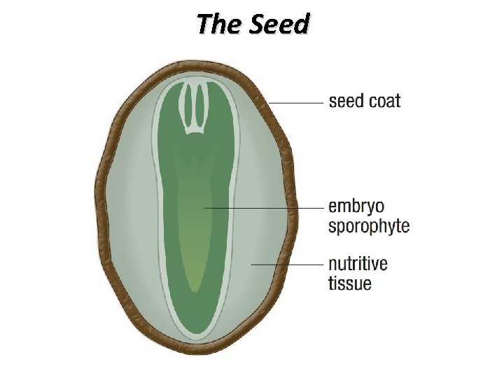 The Seed 