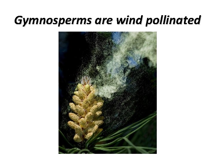 Gymnosperms are wind pollinated 