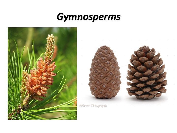 Gymnosperms 