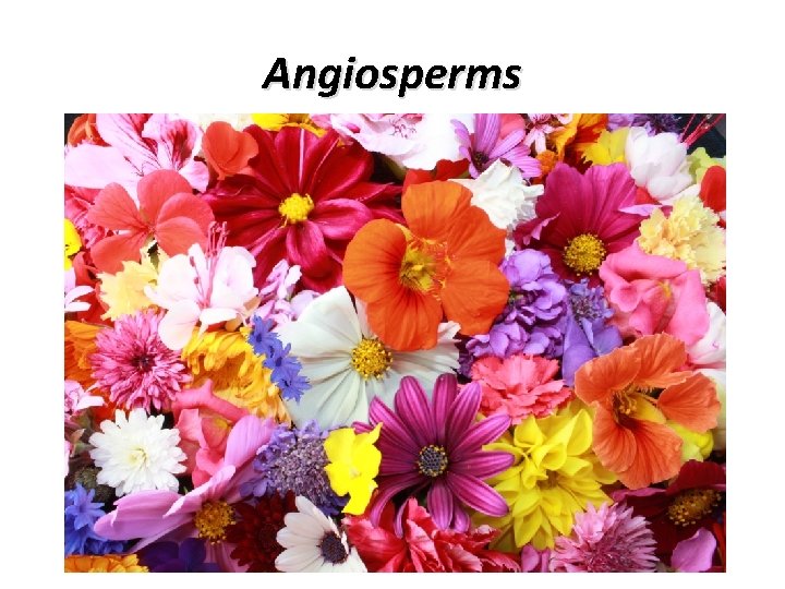 Angiosperms 