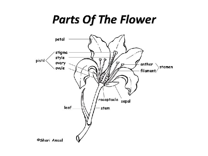 Parts Of The Flower 