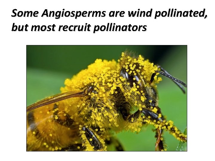 Some Angiosperms are wind pollinated, but most recruit pollinators 