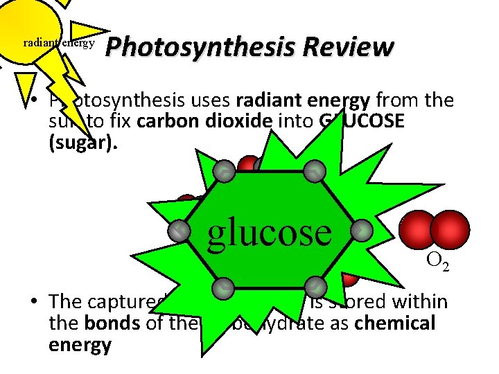 radiant energy Photosynthesis Review • Photosynthesis uses radiant energy from the sun to fix