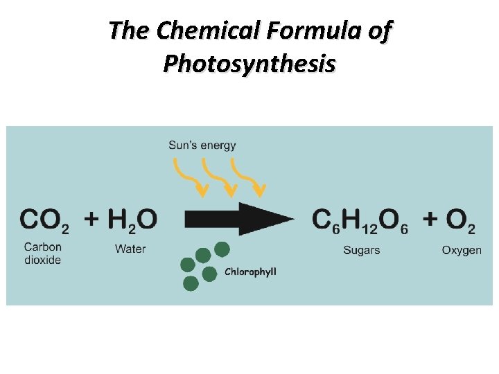 The Chemical Formula of Photosynthesis 