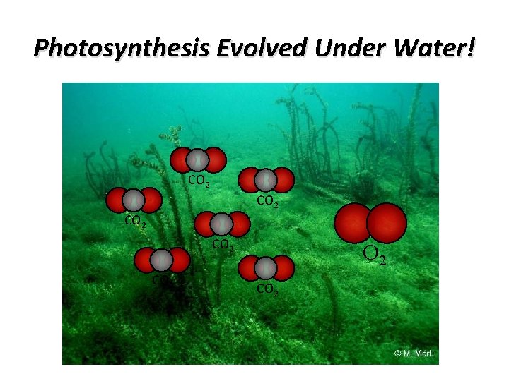 Photosynthesis Evolved Under Water! CO 2 CO 2 