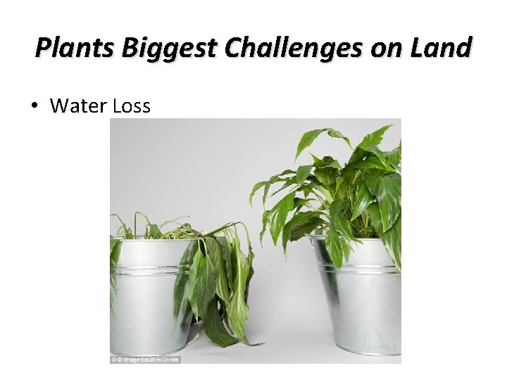 Plants Biggest Challenges on Land • Water Loss 