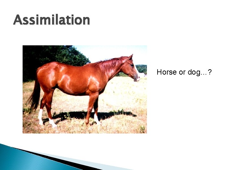 Assimilation Horse or dog…? Assimilation Horse or dog…?
