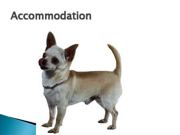 Accommodation Accommodation