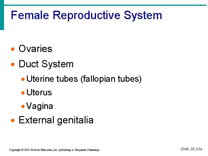 Female Reproductive System · Ovaries · Duct System · Uterine tubes (fallopian tubes) ·