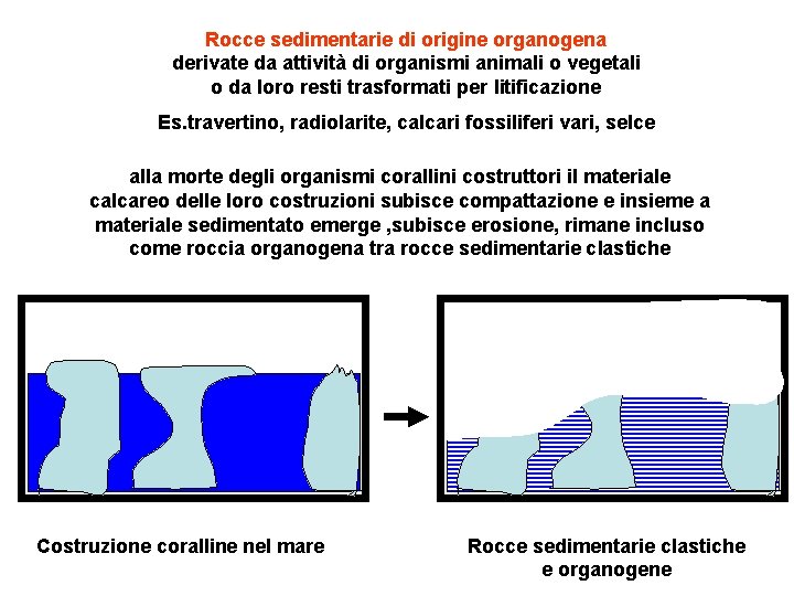 Rocce sedimentarie di origine organogena derivate da attività di organismi animali o vegetali o