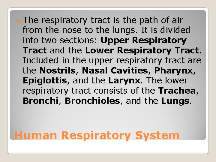  The respiratory tract is the path of air from the nose to the