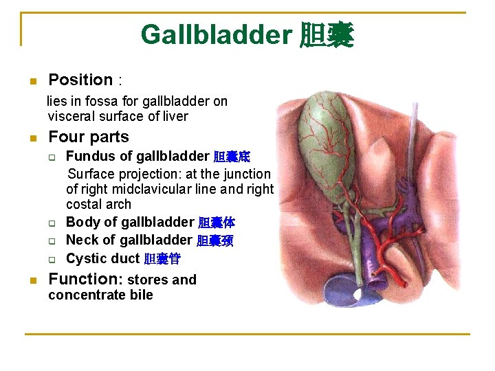 Gallbladder 胆囊 n Position : lies in fossa for gallbladder on visceral surface of