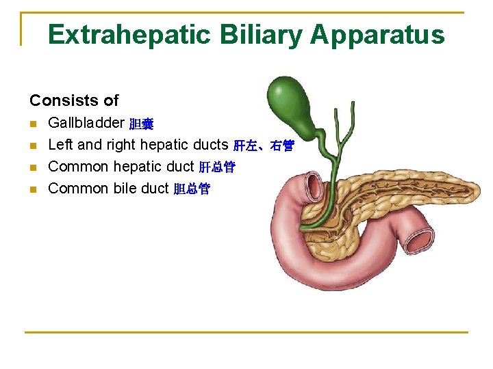 Extrahepatic Biliary Apparatus Consists of n n Gallbladder 胆囊 Left and right hepatic ducts