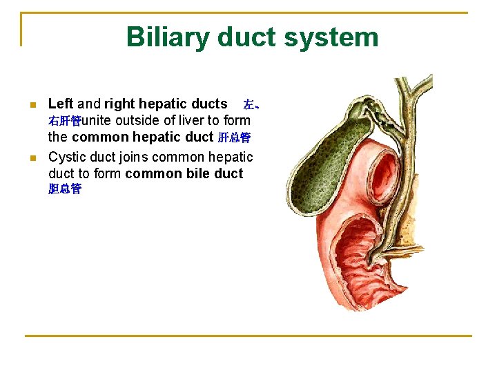Biliary duct system n n Left and right hepatic ducts 左、 右肝管unite outside of