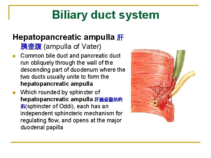 Biliary duct system Hepatopancreatic ampulla 肝 胰壶腹 (ampulla of Vater) n n Common bile
