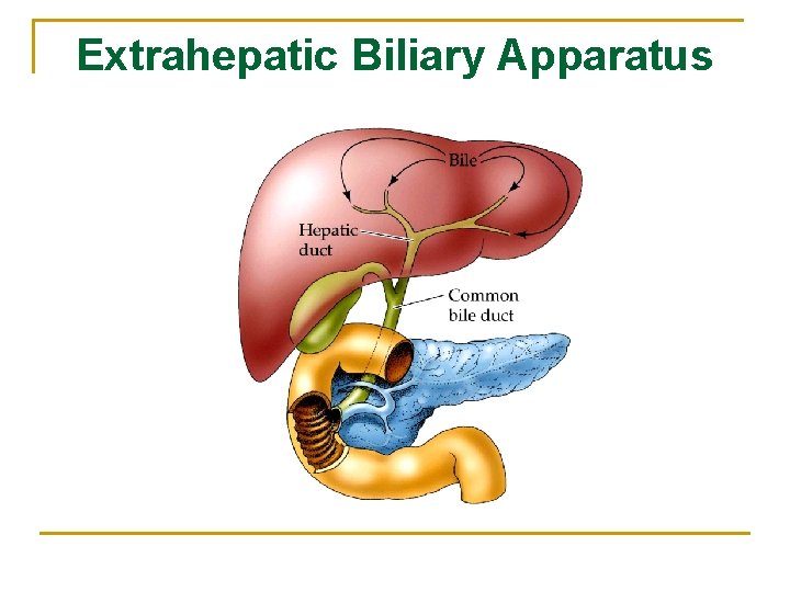 Extrahepatic Biliary Apparatus 