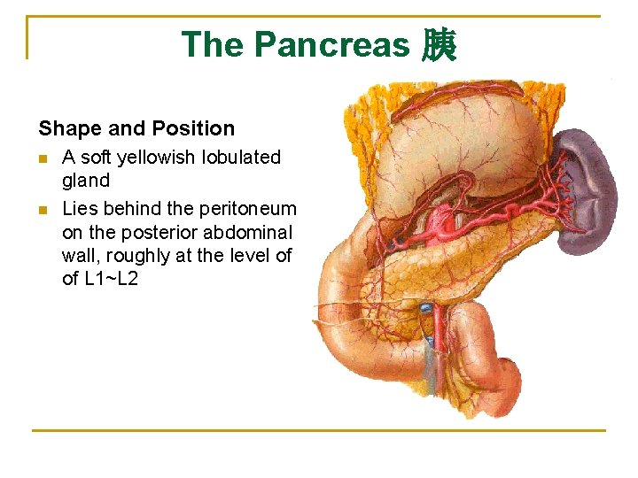 The Pancreas 胰 Shape and Position n n A soft yellowish lobulated gland Lies