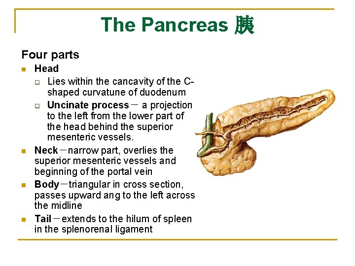 The Pancreas 胰 Four parts n n Head q Lies within the cancavity of