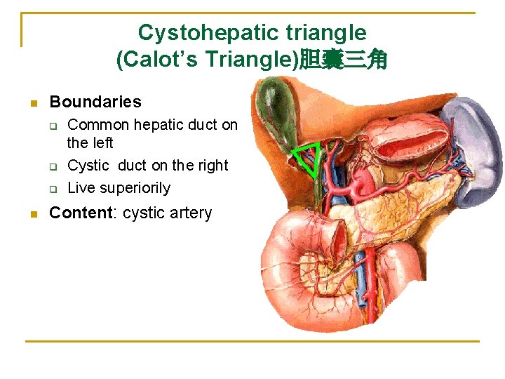 Cystohepatic triangle (Calot’s Triangle)胆囊三角 n Boundaries q q q n Common hepatic duct on