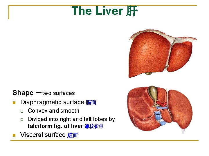 The Liver 肝 Shape －two surfaces n Diaphragmatic surface 膈面 q q n Convex