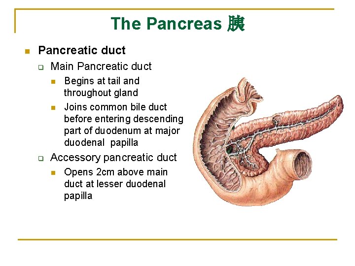The Pancreas 胰 n Pancreatic duct q Main Pancreatic duct n n q Begins